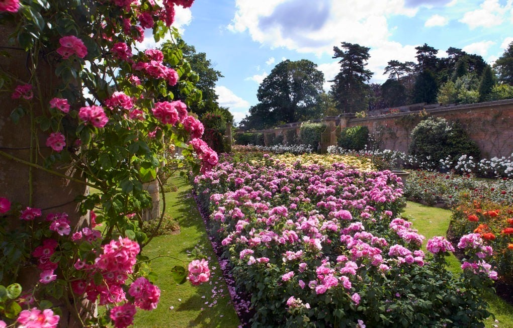 Hever roses