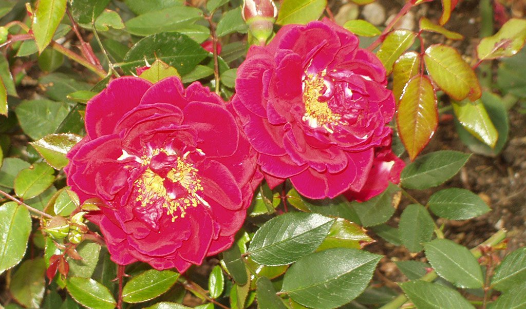 Hever Castle Gardens Hever Rose