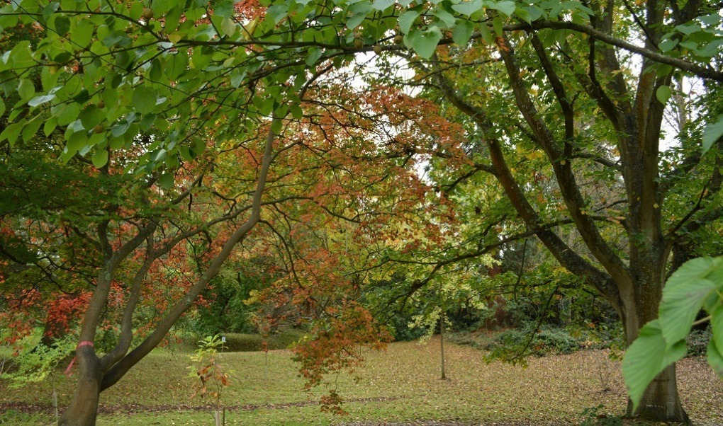 Hever Castle Autumn Trail