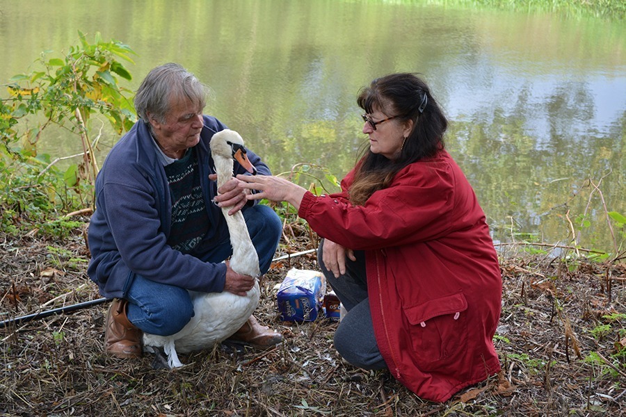 Swan Rescue at Hever Castle