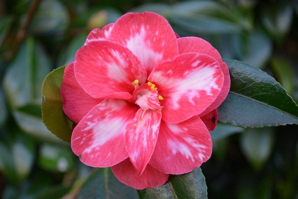Camellia Tips