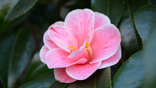 Camellia Tips - Neil Miller