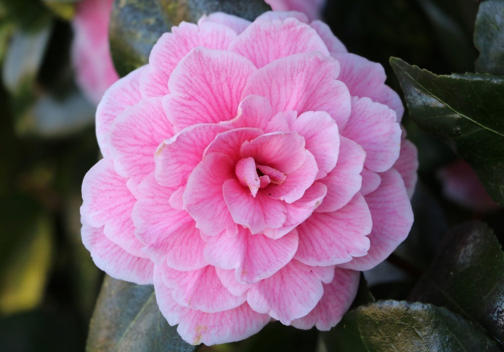 Camellias at Hever Castle 1