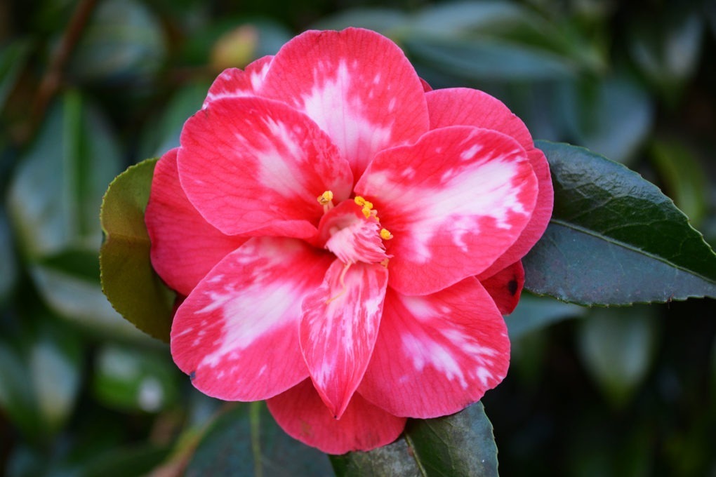 Camellias at Hever Castle 2