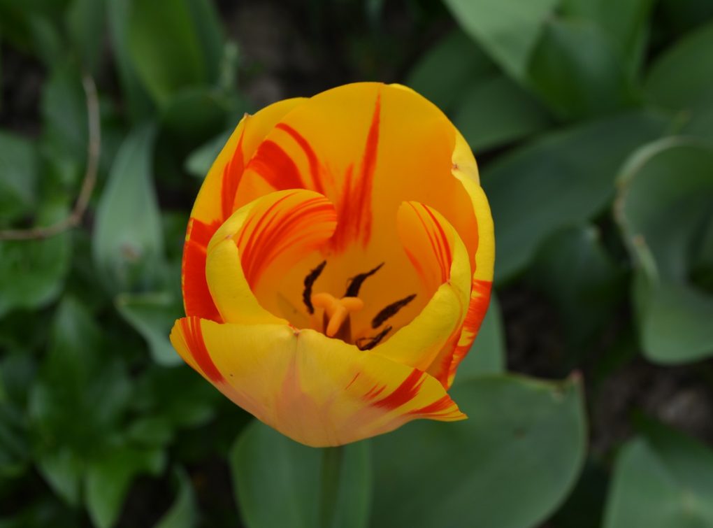 Tulip - Hever Castle