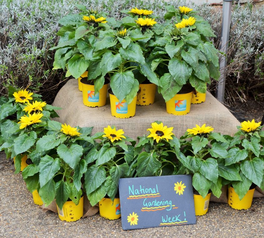 National Gardening Week - Plant a Sunflower