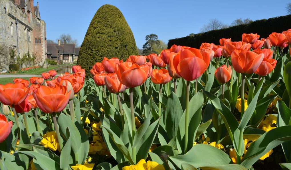 Tulips at Hever Castle
