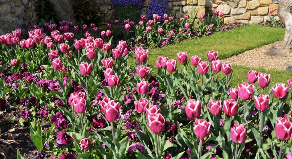 Tulips at Hever Castle