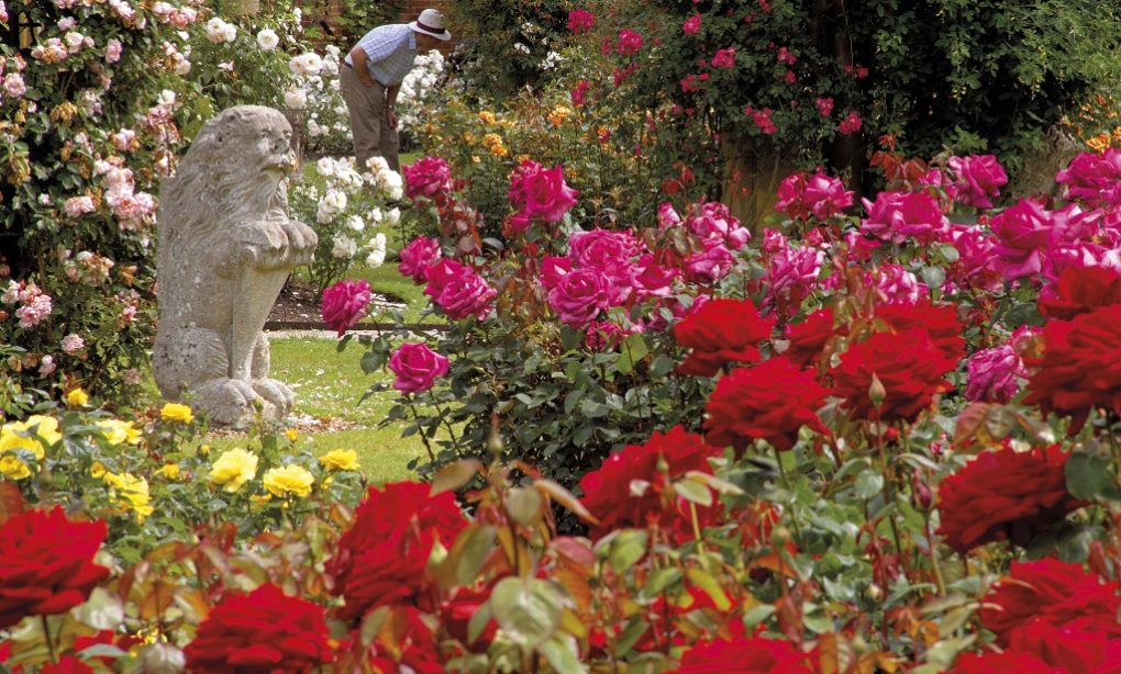 Hever Castle Rose Garden