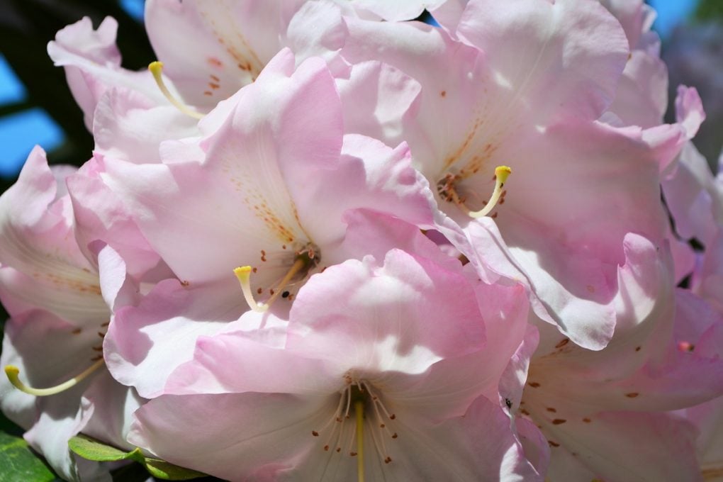 Rhododendrons - Hever Castle