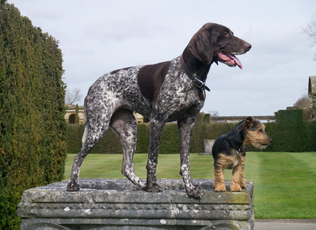 Dogs at Hever Castle
