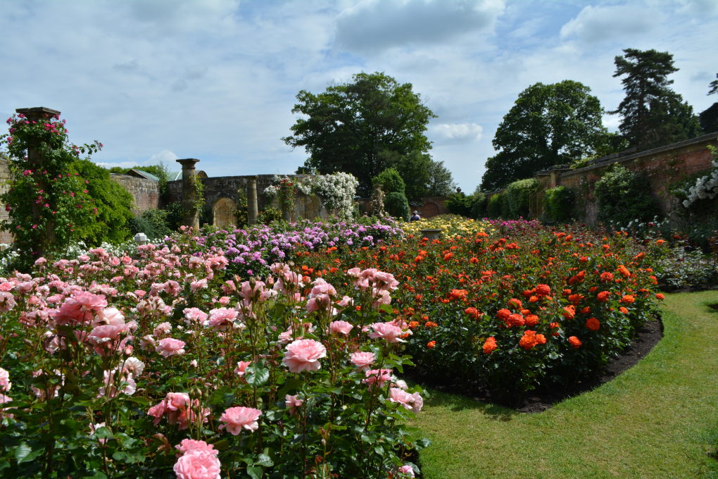 Rose Garden - Hever Castle