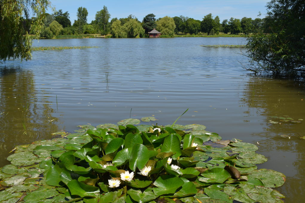 Water lilies - Lake Walk Hever Castle