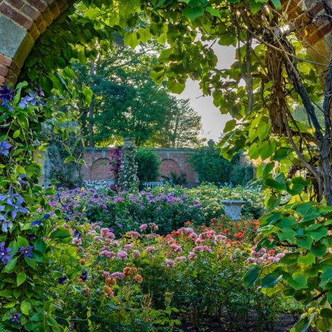 A glimpse into the Rose Garden at Hever Castle