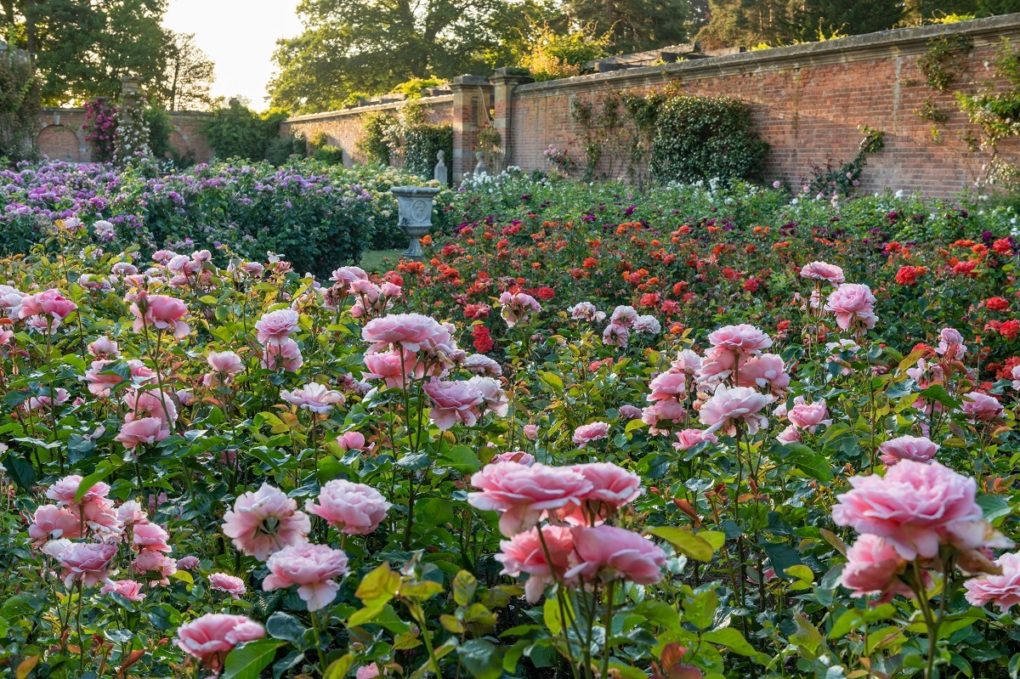 Hever in Bloom Rose Garden at Hever Castle