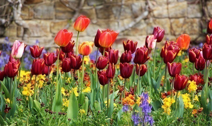 Tulips - Hever Castle