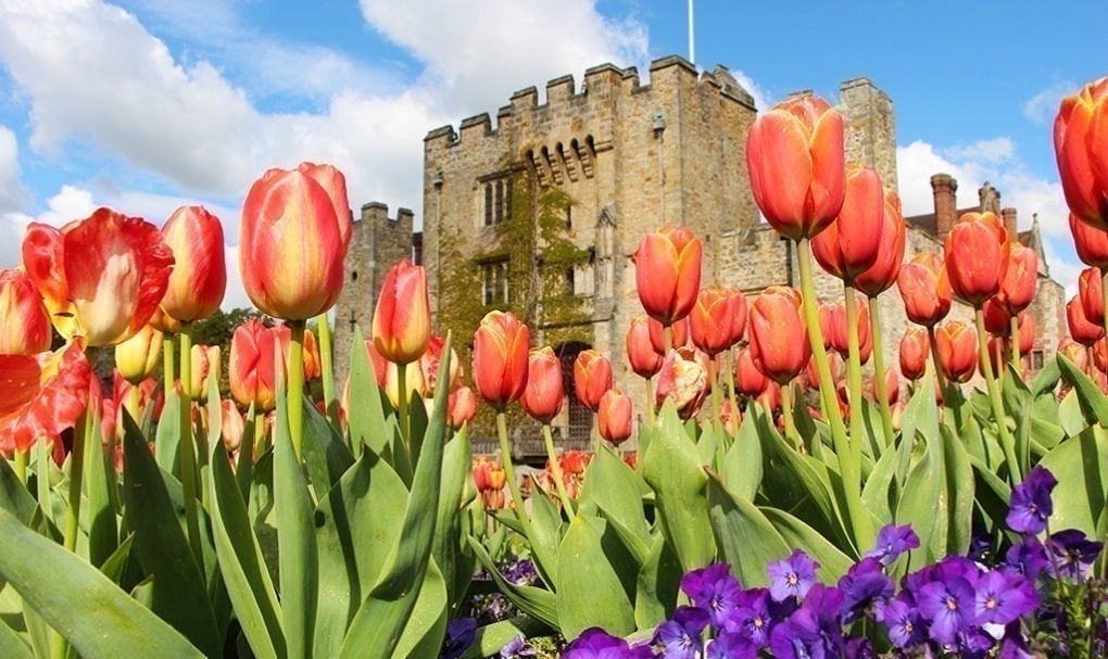 Tulips at Hever Castle