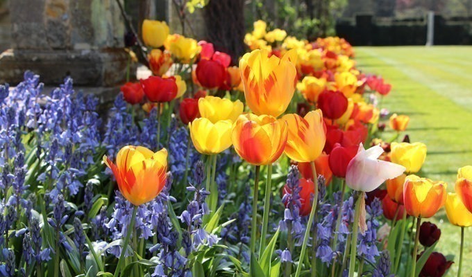 Tulips at Hever Castle