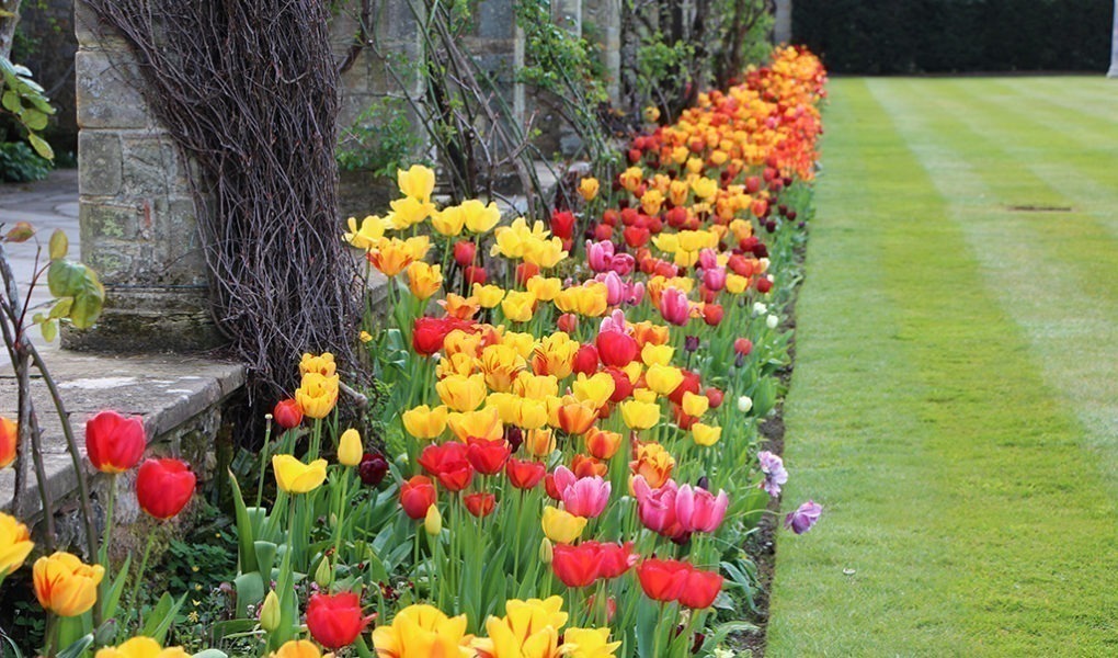 Tulip Display at Hever Castle