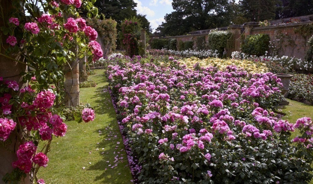 Hever Castle Rose Garden