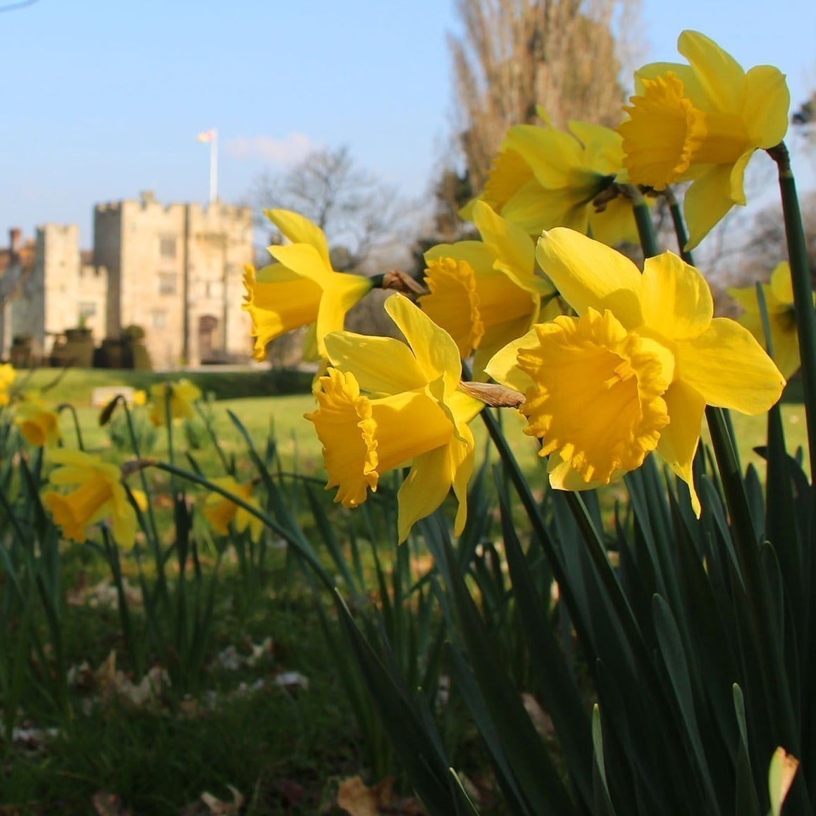 Daffodil Watch at Hever Castle & Gardens in Kent