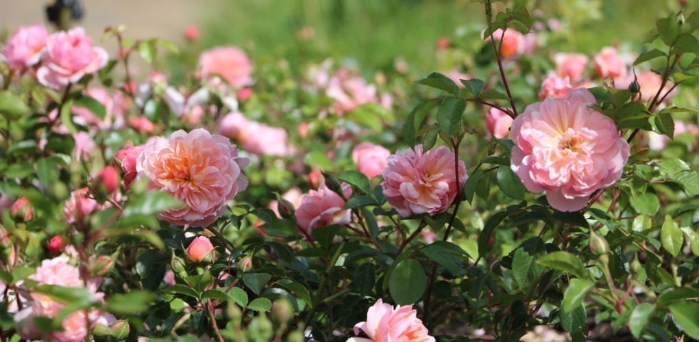 Anne Boleyn roses