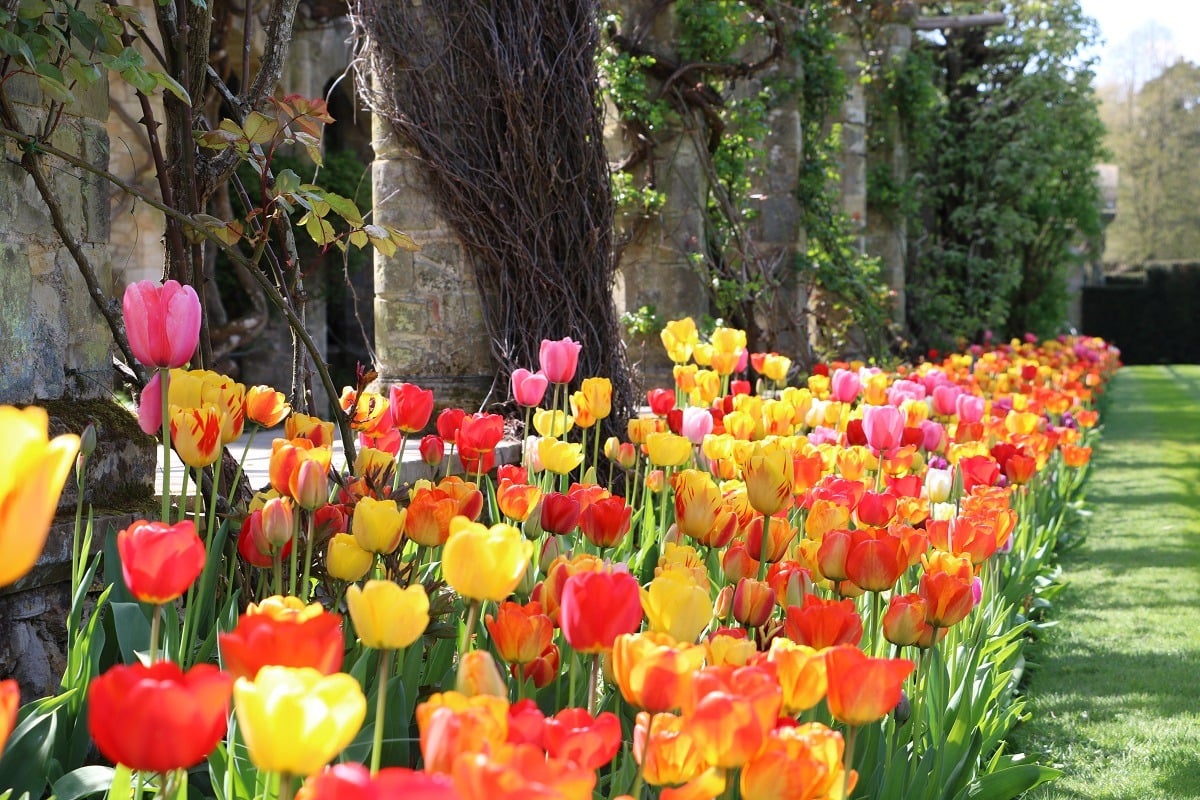 Tulips at Hever Castle