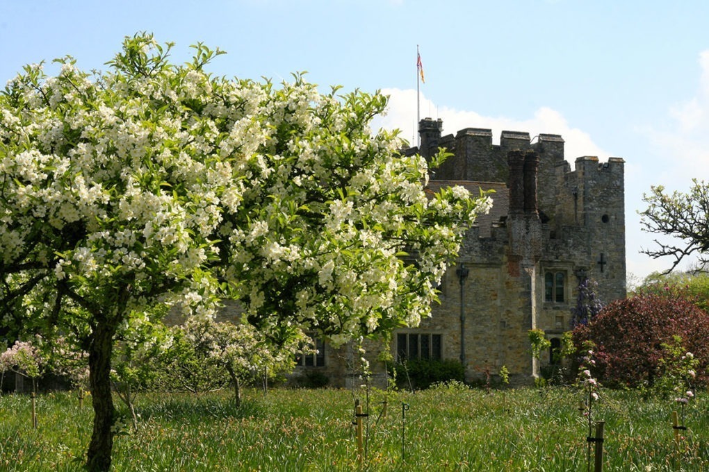 Apple Blossom in Anne Boleyn's Orchard