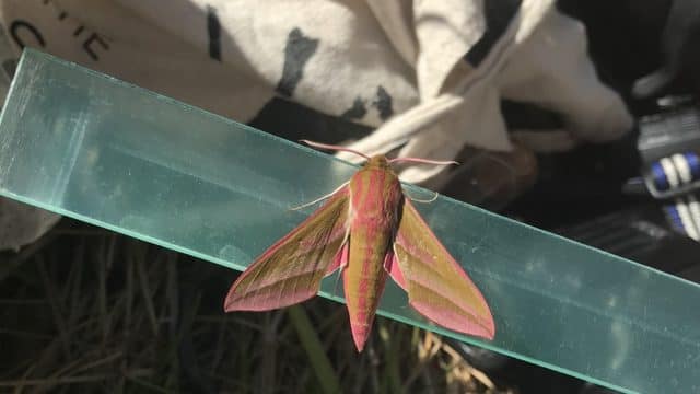 Elephant Hawk Moth