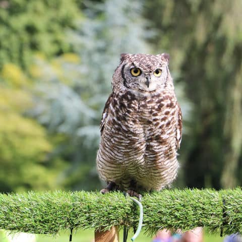 Falconry Displays - Select Dates