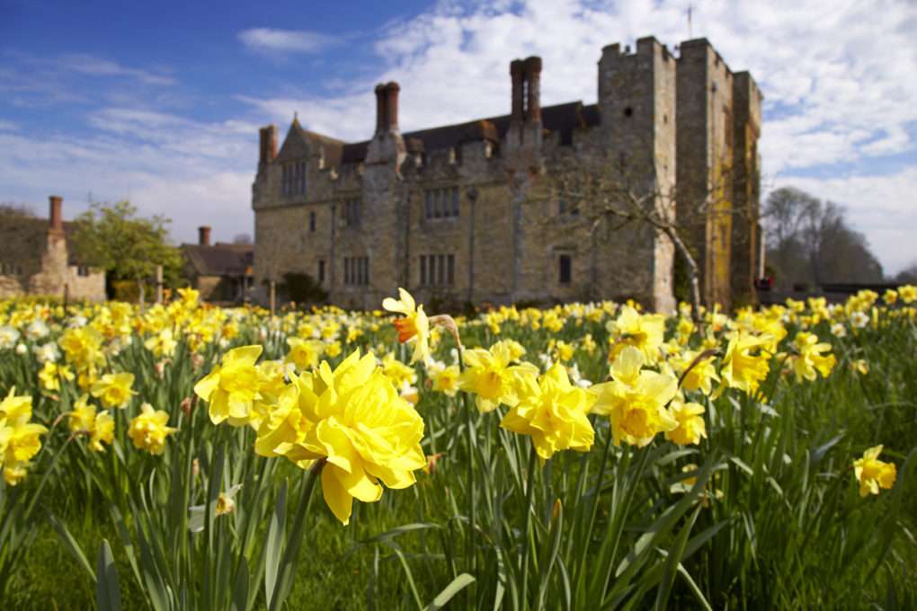 Great Daffodil Appeal