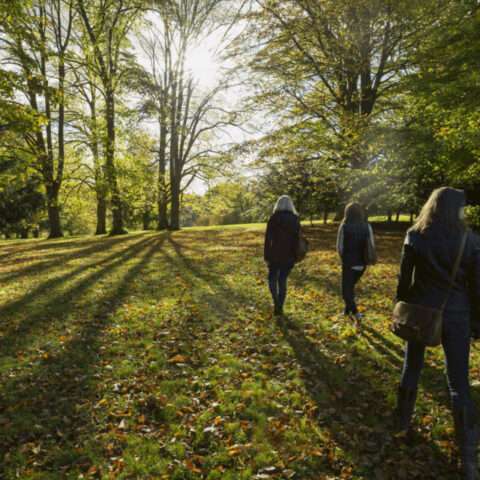 Spring forest bathing
